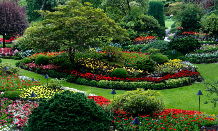tips for a thriving yard in phoenix